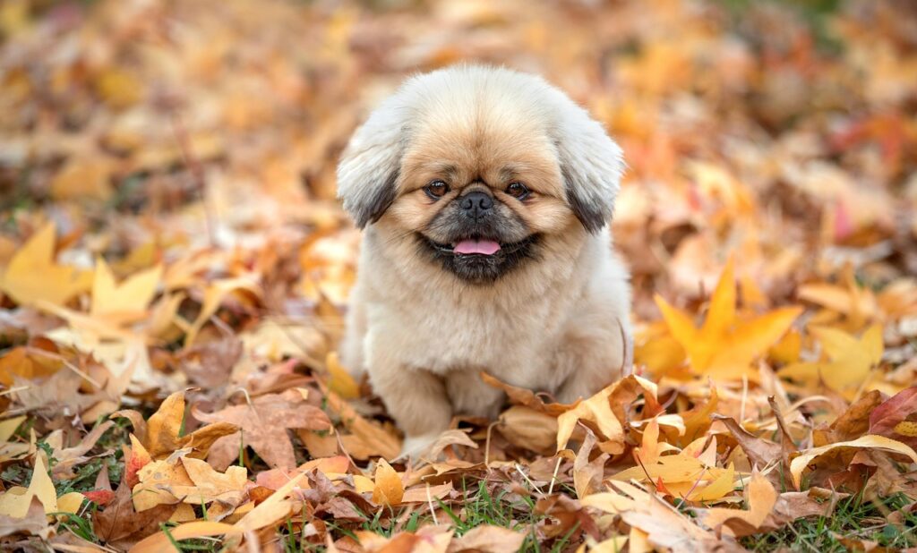 グランピングで楽しむ星空が美しい九州のおすすめスポットは？