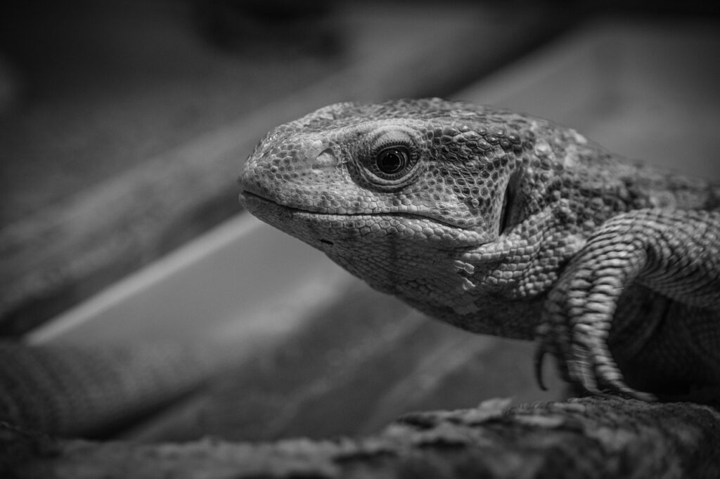 グランピング熊本で体験できる人気のアクティビティは？