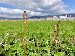 tokimekiを体験できる佐賀のおすすめスポットは？