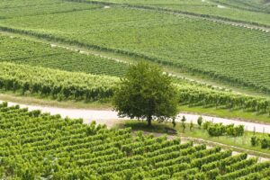 女子会にぴったりな絶景宿は天橋立にどこにある？