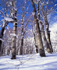 青森県の女子旅におすすめの旅館と温泉は？